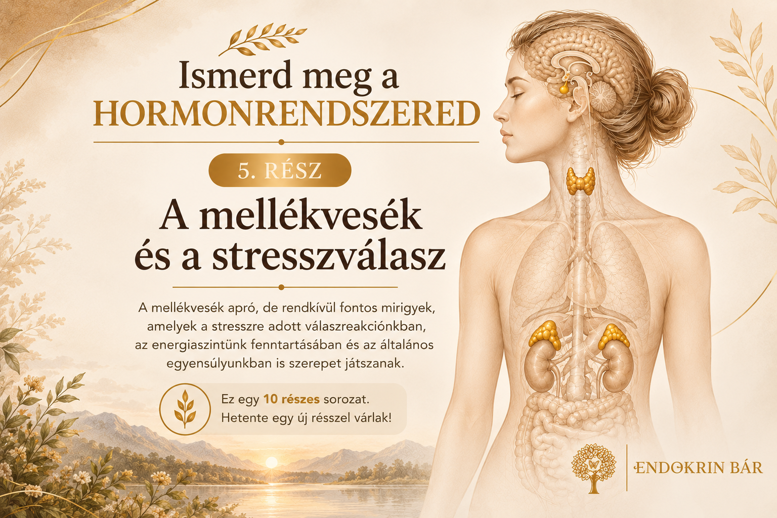 mellékvese
